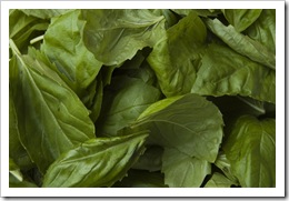 Fresh basil leaves