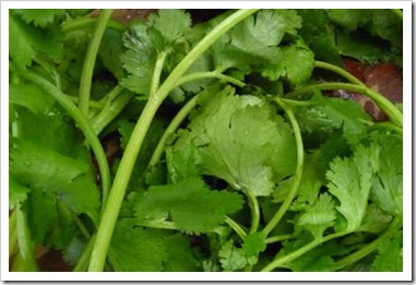 Malaysian celery